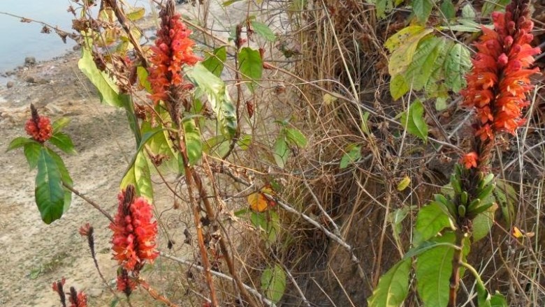 Cây Ô rô lửa hoa cong. Phlogacanthus curviflorus - Cây Thuốc Nam Quanh Ta